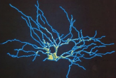 cellula-nervosa